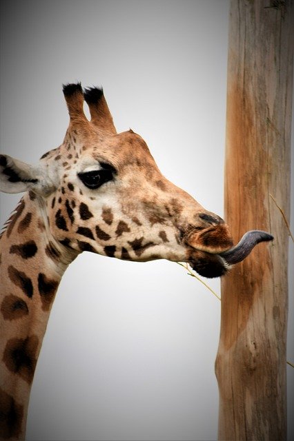 Free download Giraffe Emmen Zoo -  free photo or picture to be edited with GIMP online image editor