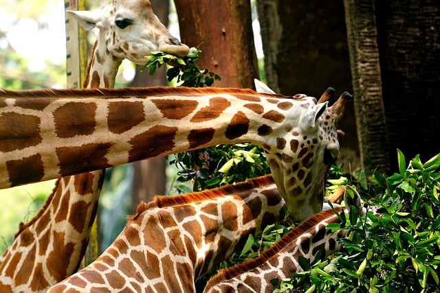 Free download giraffe feed animal free picture to be edited with GIMP free online image editor