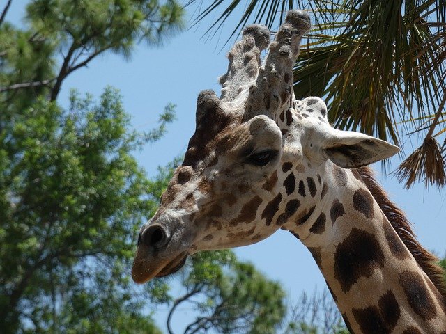 Download gratuito Giraffe Florida Zoo - foto o immagine gratis da modificare con l'editor di immagini online di GIMP