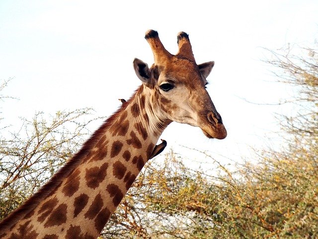 Unduh gratis Giraffe Giraffa Camelopardalis - foto atau gambar gratis untuk diedit dengan editor gambar online GIMP