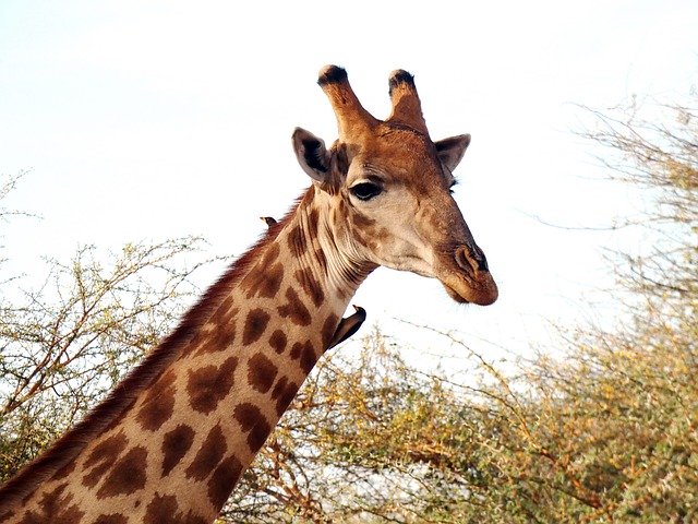 تنزيل Giraffe Giraffa Camelopardalis مجانًا - صورة مجانية أو صورة لتحريرها باستخدام محرر الصور GIMP عبر الإنترنت