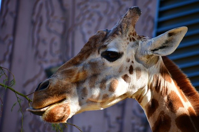 Muat turun percuma Giraffe Head Big Animal - foto atau gambar percuma untuk diedit dengan editor imej dalam talian GIMP