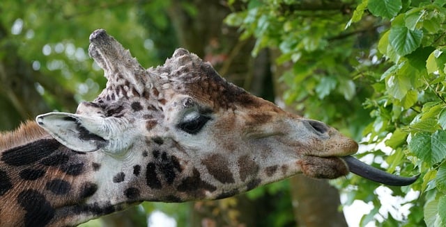 Free download giraffe head tongue trees sheets free picture to be edited with GIMP free online image editor