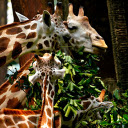 Giraffe Herd  screen for extension Chrome web store in OffiDocs Chromium