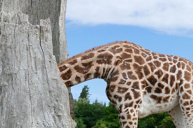 Free picture Giraffe Knuthenborg Safari Park -  to be edited by GIMP free image editor by OffiDocs