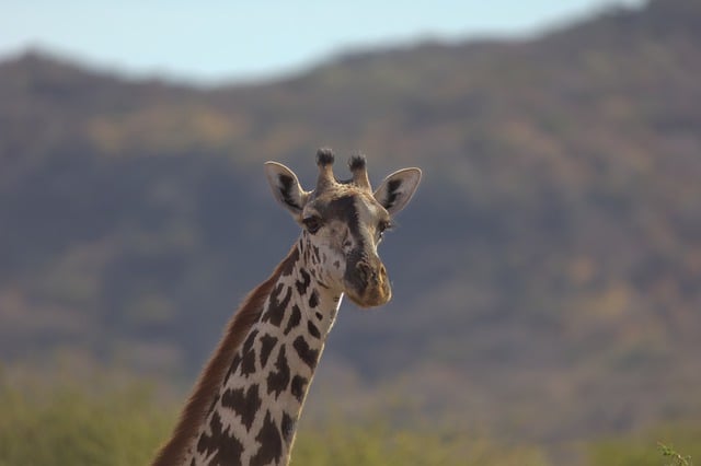 Free download giraffe lake manyara tanzania free picture to be edited with GIMP free online image editor