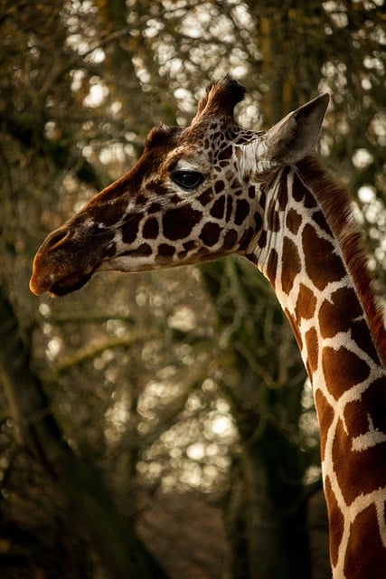 Free download giraffe mammal animals outside free picture to be edited with GIMP free online image editor