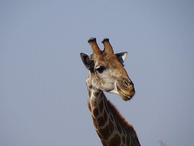 Unduh gratis Giraffe Namibia Africa - foto atau gambar gratis untuk diedit dengan editor gambar online GIMP
