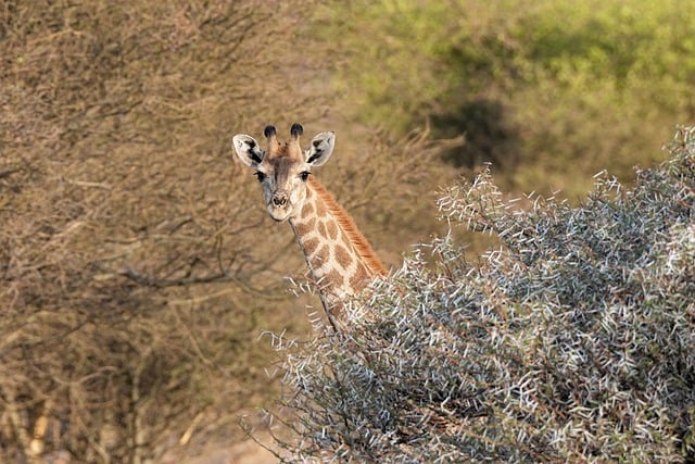 Free download giraffe neck bush hide long free picture to be edited with GIMP free online image editor