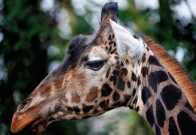 Free download giraffe ossicones artiodactyl free picture to be edited with GIMP free online image editor