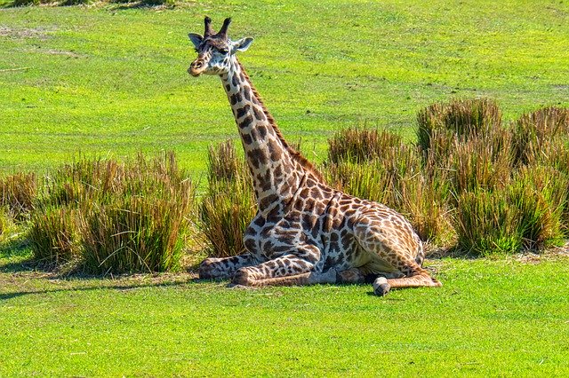Free download Giraffe Resting Nature -  free photo or picture to be edited with GIMP online image editor