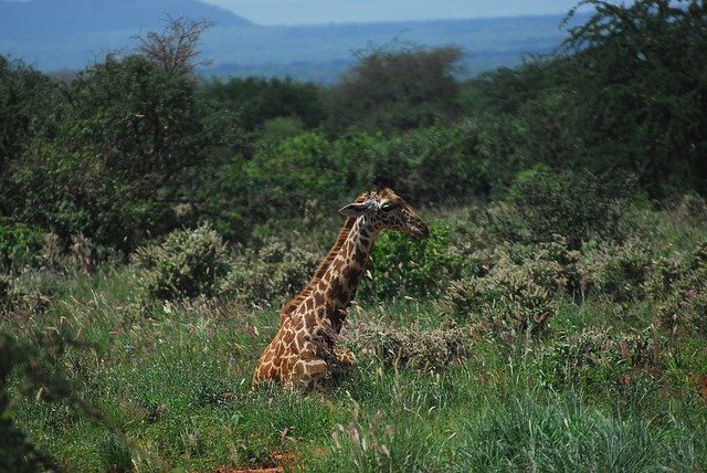 Szablon Zdjęcie Żyrafa Odpoczynek Natura — dla OffiDocs