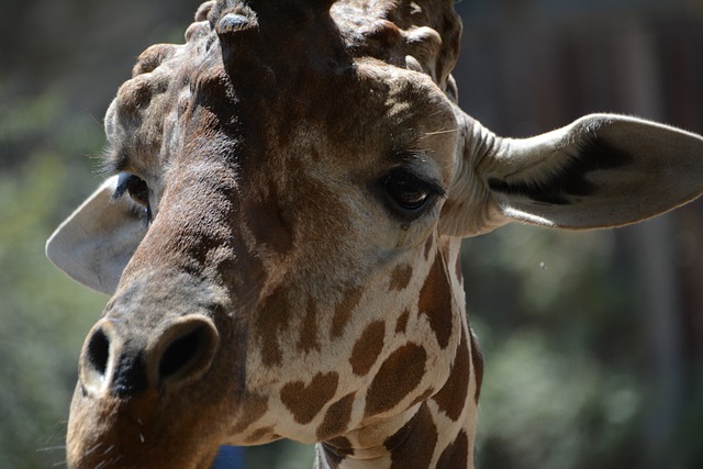 Téléchargement gratuit d'une image gratuite d'animaux de safari de girafe en Afrique à modifier avec l'éditeur d'images en ligne gratuit GIMP