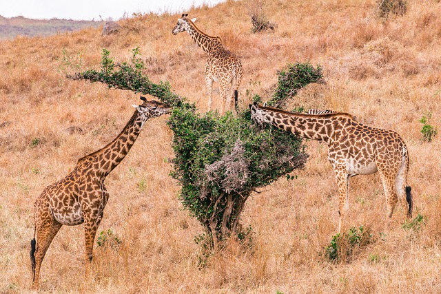 Free download giraffes animals safari savannah free picture to be edited with GIMP free online image editor