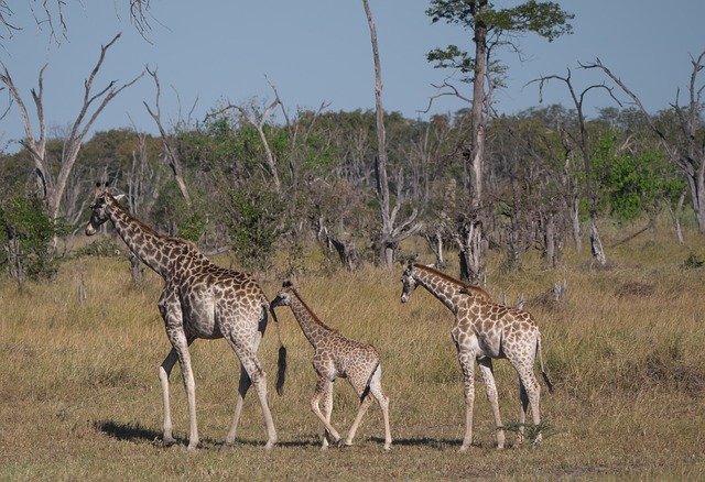 Descărcare gratuită Girafe Family Animals Animal - fotografie sau imagini gratuite pentru a fi editate cu editorul de imagini online GIMP