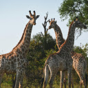 Giraffes in Nature  screen for extension Chrome web store in OffiDocs Chromium