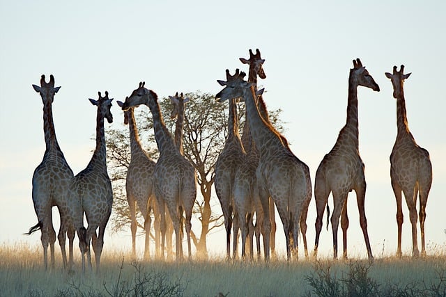 Free download giraffes mammals animals free picture to be edited with GIMP free online image editor