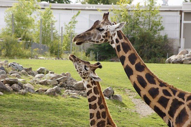 Unduh gratis Giraffes Mother Baby - foto atau gambar gratis untuk diedit dengan editor gambar online GIMP