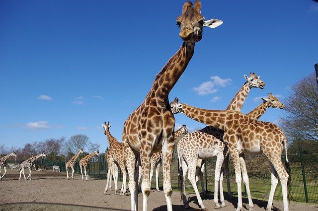 Download gratuito Giraffes Nature Neck - foto o immagine gratuita da modificare con l'editor di immagini online di GIMP