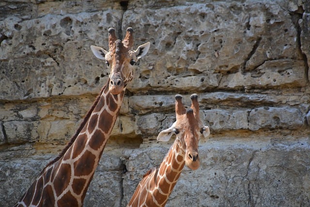 Free download giraffes safari africa animals free picture to be edited with GIMP free online image editor