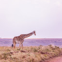 giraffe standing on the grass  screen for extension Chrome web store in OffiDocs Chromium