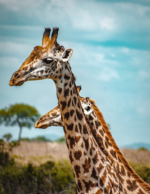 Free download giraffe sunlight wildlife nature free picture to be edited with GIMP free online image editor