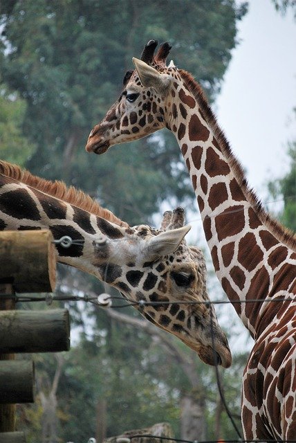 تنزيل Giraffes Zoo White Face - صورة مجانية أو صورة ليتم تحريرها باستخدام محرر الصور عبر الإنترنت GIMP