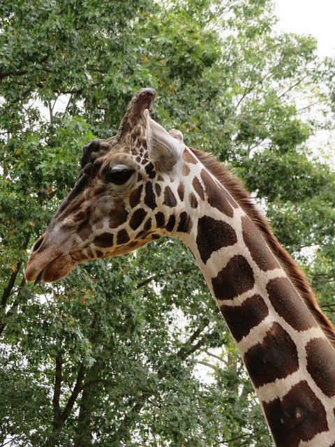 Free picture Giraffe Tall Neck -  to be edited by GIMP free image editor by OffiDocs