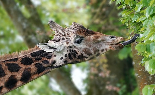 Free download giraffe to manage tongue tree free picture to be edited with GIMP free online image editor