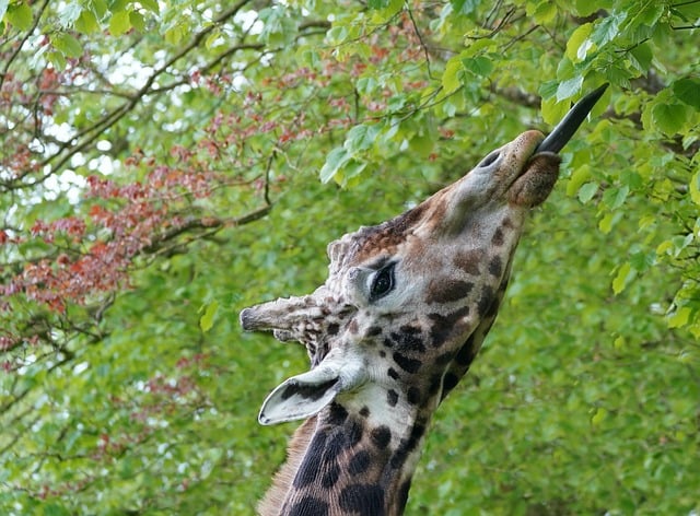 Free download giraffe tongue trees sheets fauna free picture to be edited with GIMP free online image editor