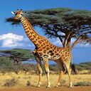 giraffe wallpaper  screen for extension Chrome web store in OffiDocs Chromium