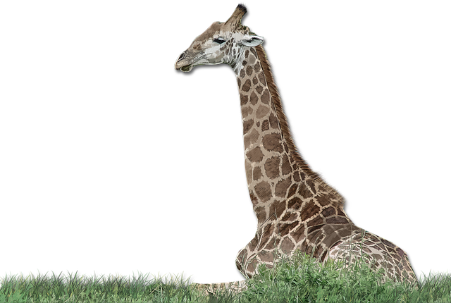 Template Photo Giraffe Wild Africa -  for OffiDocs