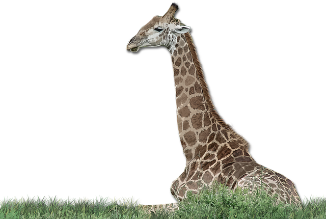 Free download Giraffe Wild Africa -  free illustration to be edited with GIMP free online image editor