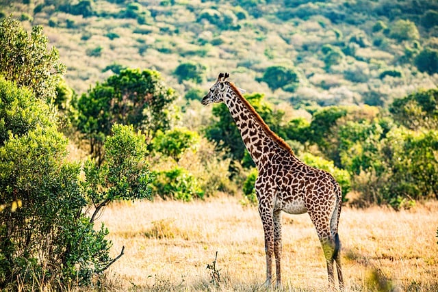 Free download giraffe wild animal wilderness free picture to be edited with GIMP free online image editor