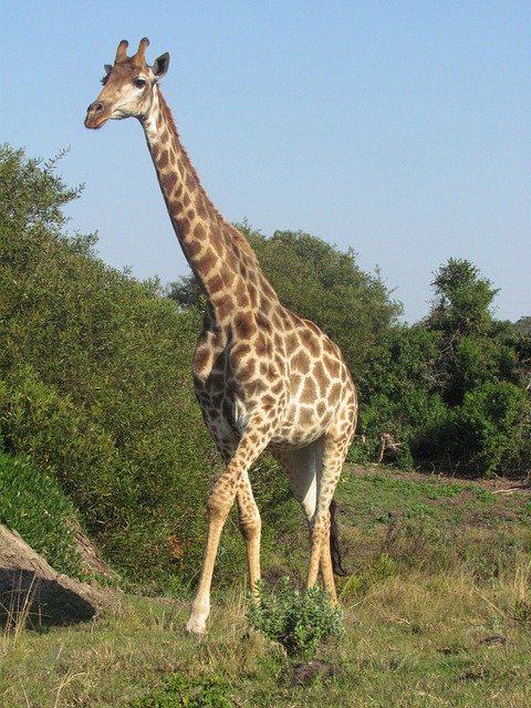 Free picture Giraffe Wildlife -  to be edited by GIMP free image editor by OffiDocs