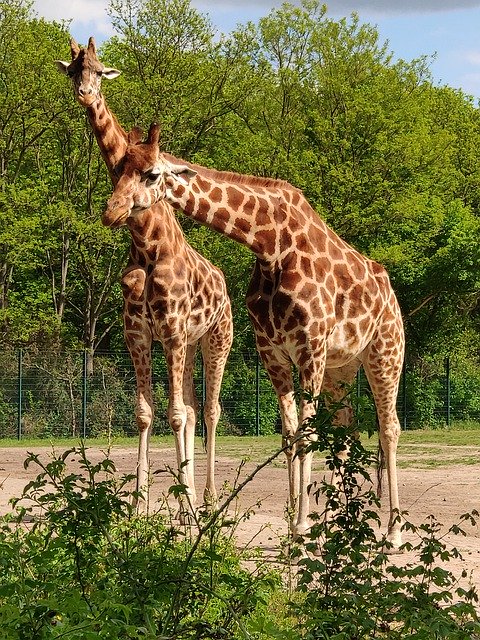 Descărcare gratuită Giraffe Zoo Wild Animal - fotografie sau imagini gratuite pentru a fi editate cu editorul de imagini online GIMP