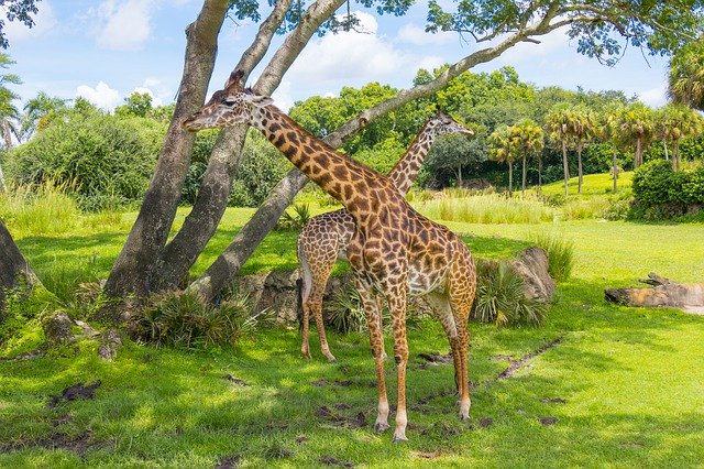 無料ダウンロードキリン動物園野生生物-GIMPオンライン画像エディタで編集できる無料の写真または画像