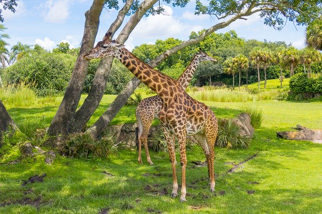 免费下载 Giraffe Zoo Wildlife - 使用 GIMP 在线图像编辑器编辑的免费照片或图片