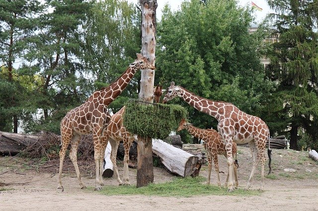 Template Photo Giraffe Zoo Wrocław -  for OffiDocs