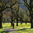 Girl walking in the forest  screen for extension Chrome web store in OffiDocs Chromium