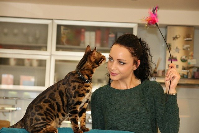 Free download Girl With Cat Bengal -  free photo or picture to be edited with GIMP online image editor