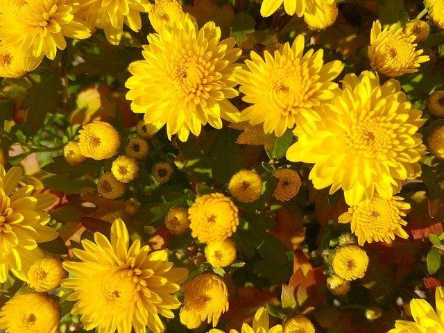 Descărcare gratuită Given Flowers Yellow - fotografie sau imagine gratuită pentru a fi editată cu editorul de imagini online GIMP