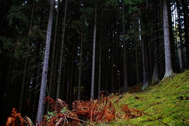 무료 다운로드 Glade Forest Fern - 무료 사진 또는 GIMP 온라인 이미지 편집기로 편집할 수 있는 사진