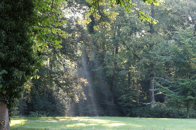 Descărcare gratuită Glade Forest Sunbeam - fotografie sau imagini gratuite pentru a fi editate cu editorul de imagini online GIMP