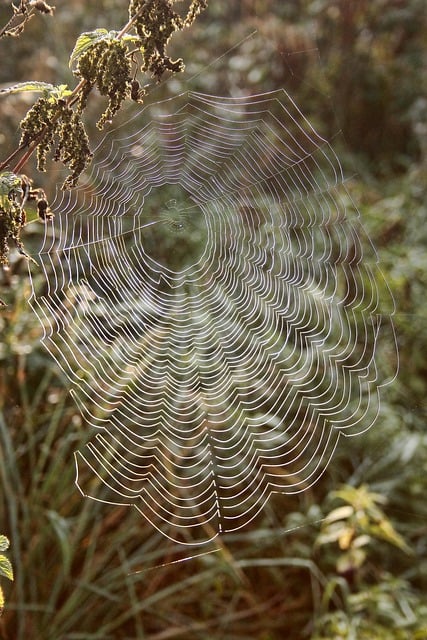 Free download glade spider web plants nature free picture to be edited with GIMP free online image editor