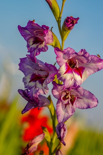 Muat turun percuma Gladiolus Flower Summer - foto atau gambar percuma percuma untuk diedit dengan editor imej dalam talian GIMP