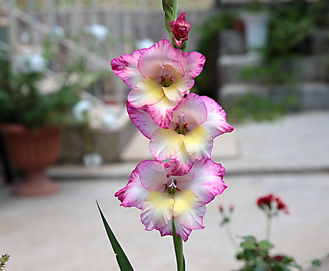 ດາວໂຫຼດຮູບດອກໄມ້ gladiolus ຟຣີເພື່ອແກ້ໄຂດ້ວຍ GIMP ບັນນາທິການຮູບພາບອອນໄລນ໌ຟຣີ