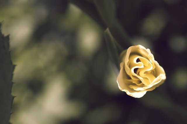 Безкоштовно завантажте Gladiolus Macro Yellow - безкоштовну фотографію або малюнок для редагування за допомогою онлайн-редактора зображень GIMP