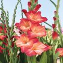 gladiolus wallpaper  screen for extension Chrome web store in OffiDocs Chromium