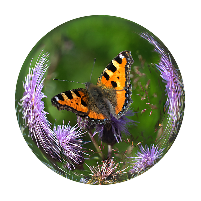 ດາວໂຫລດ Glass Ball Butterfly ຟຣີ - ຮູບແຕ້ມທີ່ບໍ່ເສຍຄ່າເພື່ອແກ້ໄຂດ້ວຍ GIMP ບັນນາທິການຮູບພາບອອນໄລນ໌ຟຣີ